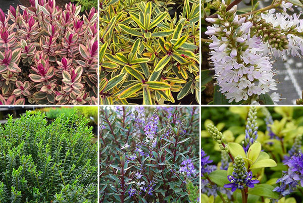 انتخاب گل های باغچه ای همیشه سبز - فروشگاه اینترنتی behfarmkala