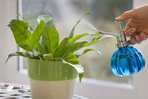 آبیاری به گیاهان آپارتمانی