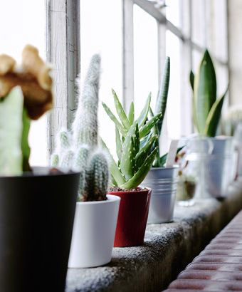 نور مناسب برای رشد گیاهان آپارتمانی