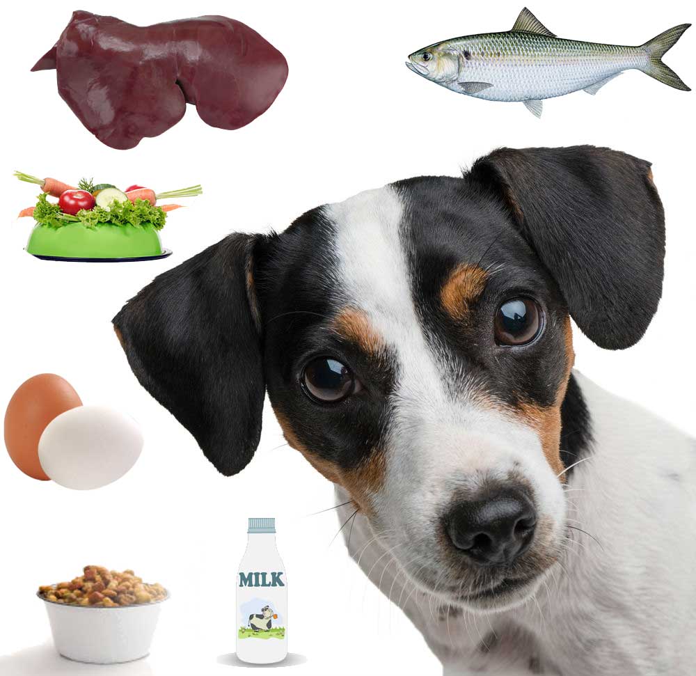 غذاهای مفید برای سگ ها