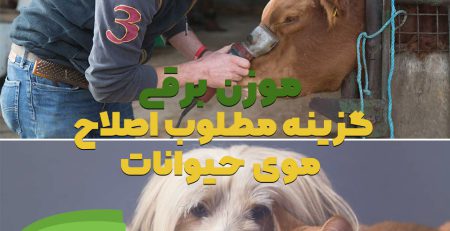 اصلاح موی حیوانات با استفاده از دستگاه موزن برقی